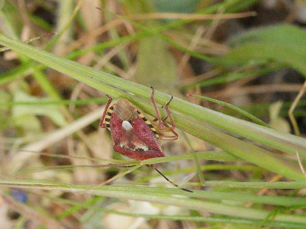 <h3><a href="/trips/kreta/biota/animalia/arthropoda/insecta/hemiptera/pentatomidae/carpocoris purpureipennis/carpocoris purpureipennis-nl.html">Carpocoris&nbsp;purpureipennis</a> /  / Knoopkruidschildwants</h3>OM-1 Mark II met OLYMPUS M.12-100mm F4.0, 1/800 sec  bij F11.0, ISO 2000, afstand 0.605&nbsp;m